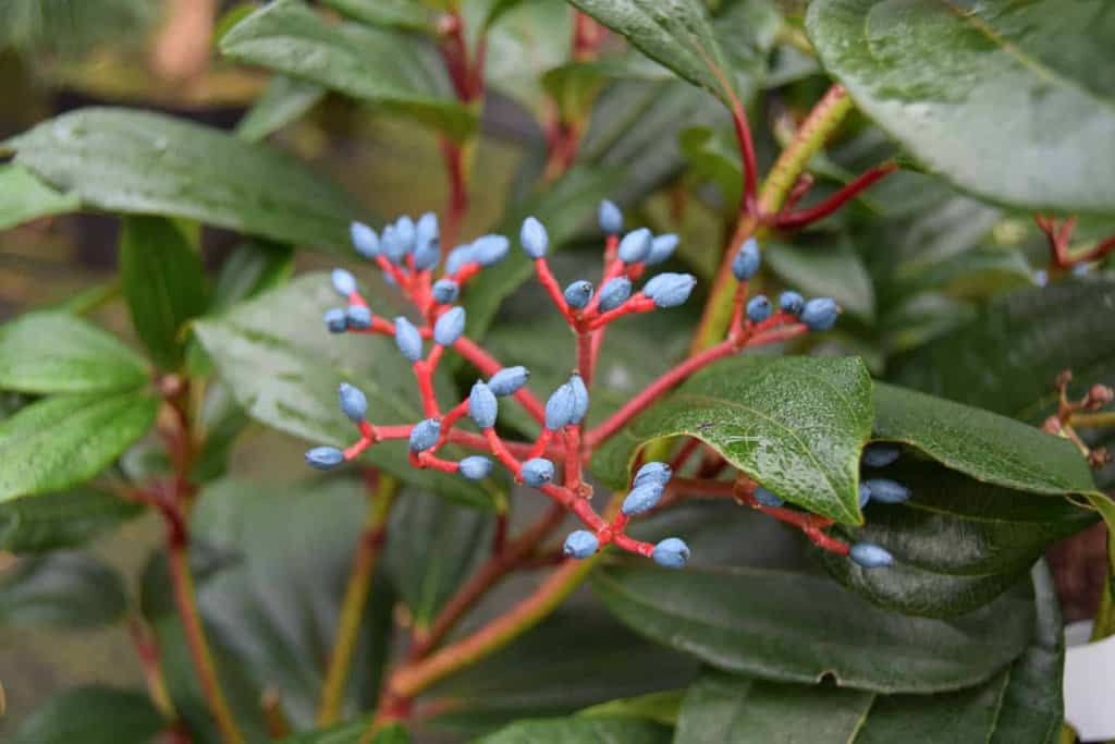 Viburnum davidii 40-60 cm